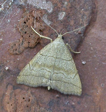 Shaded Fan-foot Herminia tarsicrinalis