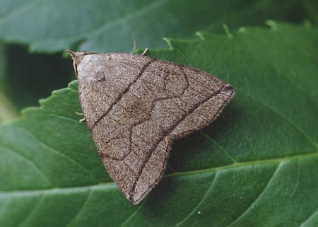 Small Fan-foot Herminia grisealis