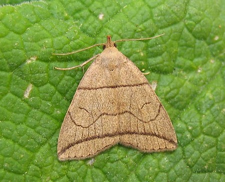 Small Fan-foot Herminia grisealis