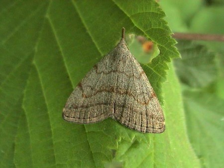 Common Fan-foot Pechipogo strigilata