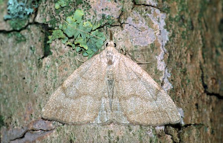 Common Fan-foot Pechipogo strigilata