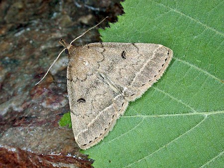 Dusky Fan-foot Zanclognatha zelleralis