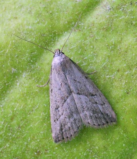 Marsh Oblique-barred Hypenodes humidalis