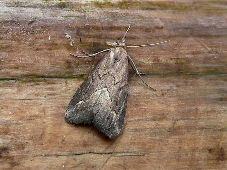 Pinion-streaked Snout Schrankia costaestrigalis