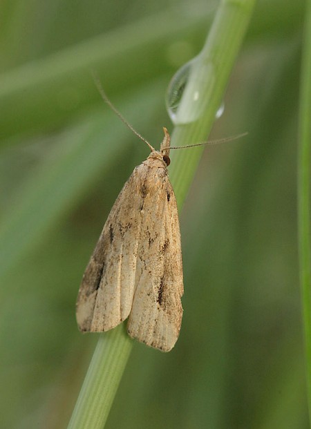 Pinion-streaked Snout Schrankia costaestrigalis