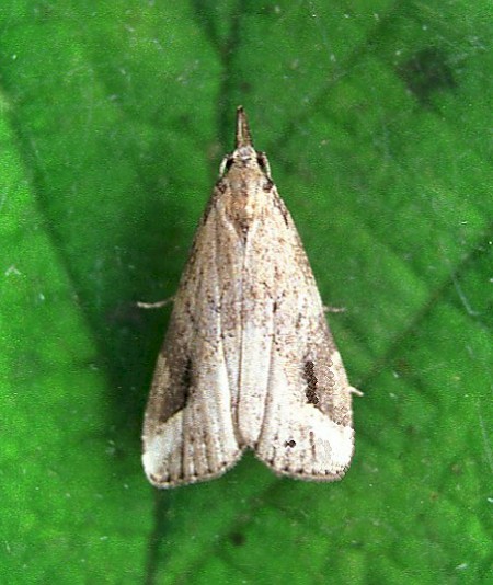 Pinion-streaked Snout Schrankia costaestrigalis