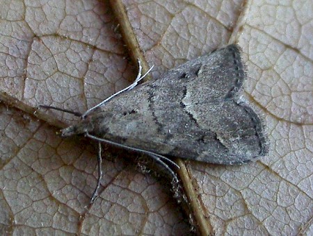 White-line Snout Schrankia taenialis