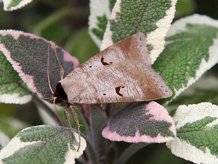 The Blackneck Lygephila pastinum