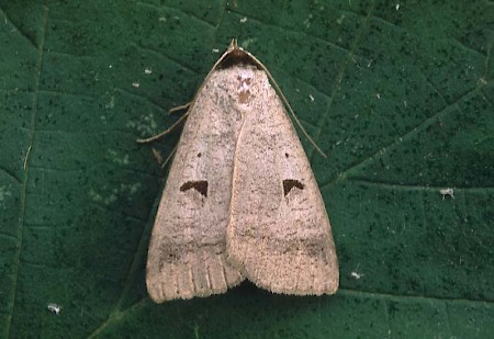 The Blackneck Lygephila pastinum