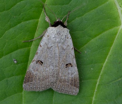 Adult • Welcombe and Marsland Nature Reserve, Devon/Cornwall border • © Steve Ogden