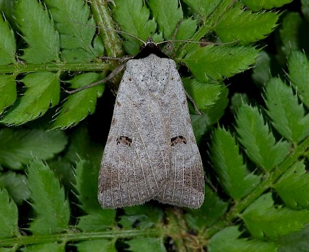 Scarce Blackneck Lygephila craccae