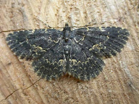 Waved Black Parascotia fuliginaria