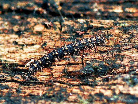 Waved Black Parascotia fuliginaria