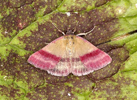 Small Purple-barred Phytometra viridaria