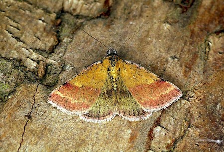 Small Purple-barred Phytometra viridaria