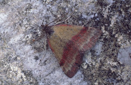 Small Purple-barred Phytometra viridaria