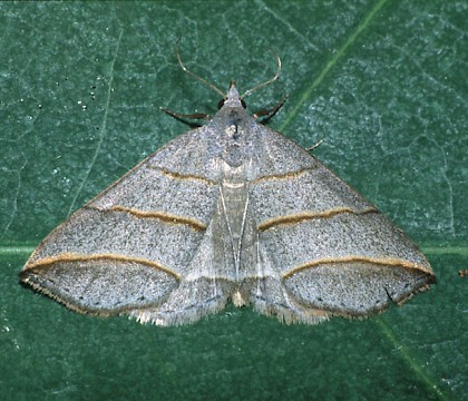 Adult • Poland • © David Green/Butterfly Conservation