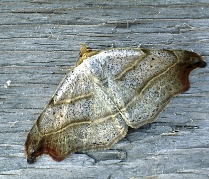 Adult • Boise Penchot, Southern France • © Rob Petley-Jones