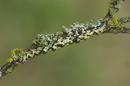 Beautiful Hook-tip Laspeyria flexula