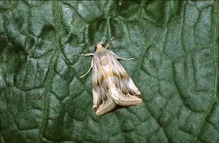 Purple Marbled Eublemma ostrina