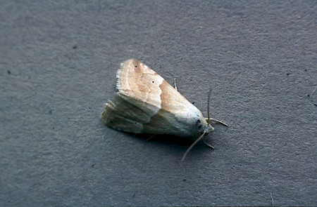 Small Marbled Eublemma parva