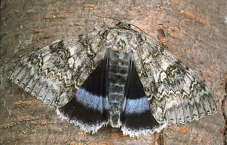 Clifden Nonpareil Catocala fraxini