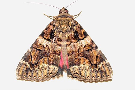 Minsmere Crimson Underwing Catocala conjuncta