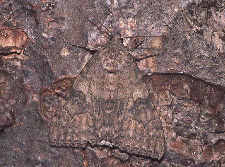 Red Underwing Catocala nupta