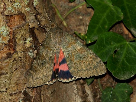 French Red Underwing Catocala elocata