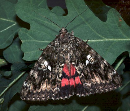 Adult &bull; New Forest, Hampshire &bull; &copy; David Green/Butterfly Conservation