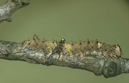 Dark Crimson Underwing Catocala sponsa