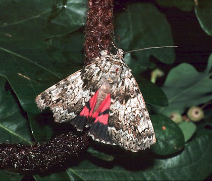 Adult • New Forest, Hampshire • © David Green/Butterfly Conservation