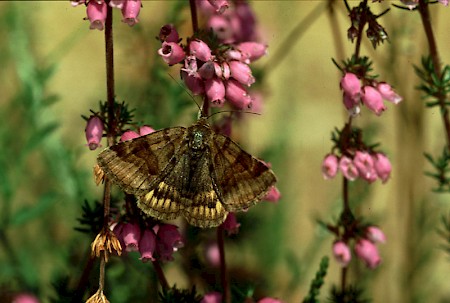 Burnet Companion Euclidia glyphica