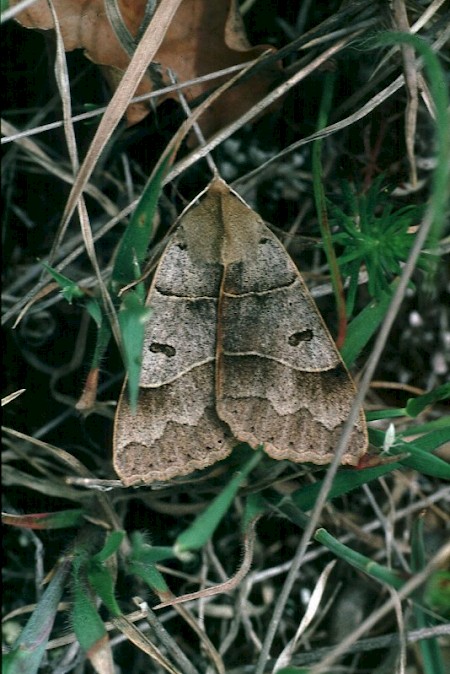 Lunar Double-stripe Minucia lunaris