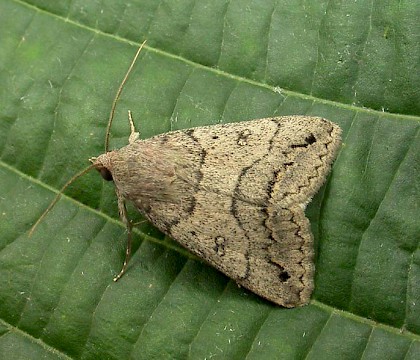 Adult &bull; ex. larva, s