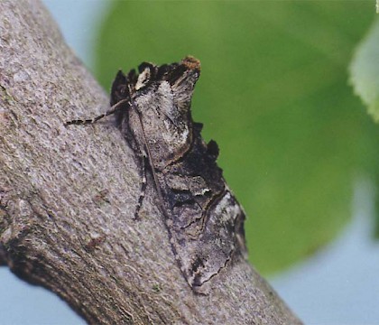 Noctuidae