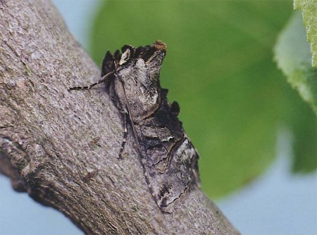 The Spectacle Abrostola tripartita