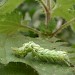 Larva • CairnCummer, Aberdeenshire • © Chris Harlow