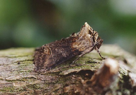 Dark Spectacle Abrostola triplasia