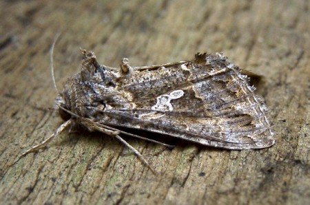 The Ni Moth Trichoplusia ni