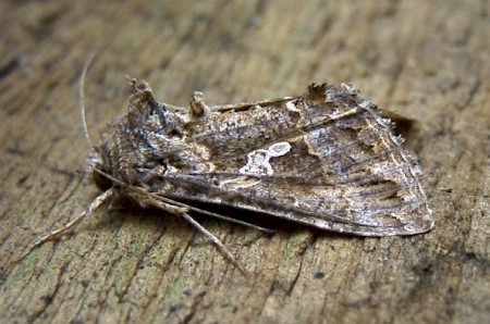 The Ni Moth Trichoplusia ni