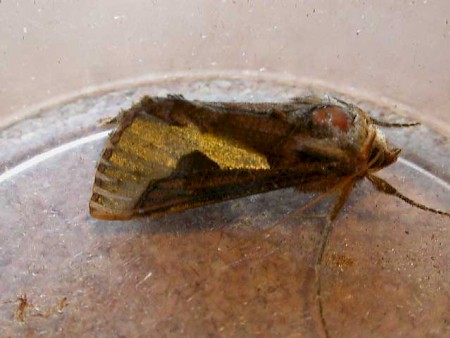 Slender Burnished Brass Thysanoplusia orichalcea