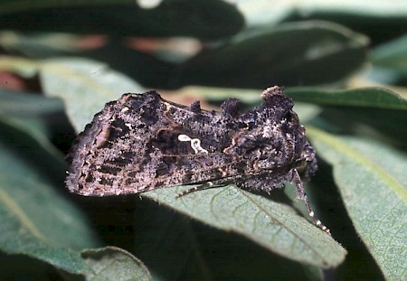 Scar Bank Gem Ctenoplusia limbirena