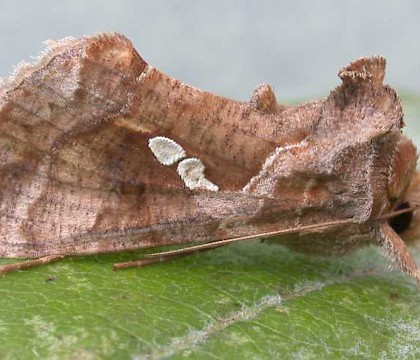 Adult • North Walsham, Norfolk • © Perry Hampson