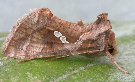 Golden Twin-spot Chrysodeixis chalcites