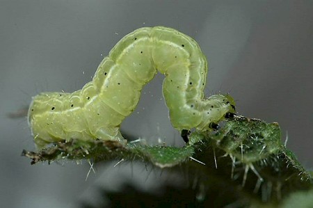 Golden Twin-spot Chrysodeixis chalcites