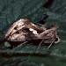 Adult • Lizard, Cornwall • © Jim Porter