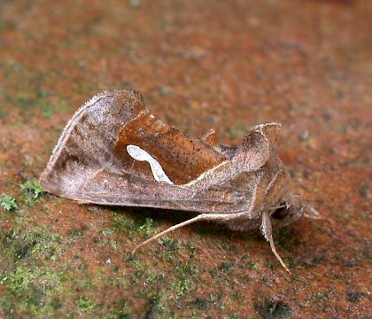 Adult • Denham, East Suffolk • © Nigel Whinney