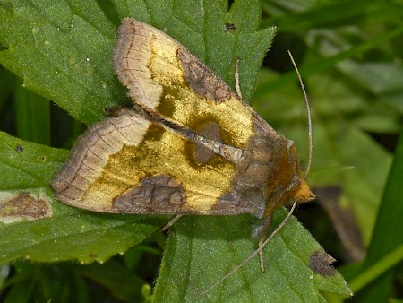 Burnished Brass Diachrysia chrysitis