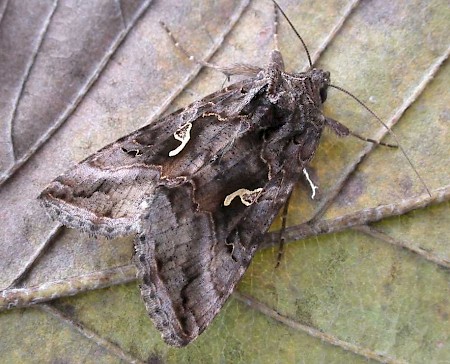 Silver Y Autographa gamma